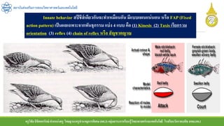ครูวิชัยลิขิตพรรักษ์ ตาแหน่งครู วิทยฐานะครูชานาญการพิเศษ(คศ.3)กลุ่มสาระการเรียนรู้วิทยาศาสตร์และเทคโนโลยี โรงเรียนวัดราชบพิธ สพม.กท.1
สถาบันส่งเสริมการสอนวิทยาศาสตร์และเทคโนโลยี
Innate behavior สปีชีส์เดียวกันจะทาเหมือนกัน มีแบบแผนแน่นอน หรือ FAP (Fixed
action pattern) เป็นผลเฉพาะจากพันธุกรรม แบ่ง 4 แบบ คือ (1) Kinesis (2) Taxis เรียกรวม
orientation (3) reflex (4) chain of reflex หรือ สัญชาตญาณ
 