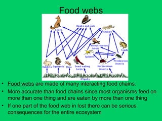 Food webs
• Food webs are made of many interacting food chains.
• More accurate than food chains since most organisms feed on
more than one thing and are eaten by more than one thing
• If one part of the food web in lost there can be serious
consequences for the entire ecosystem
 