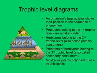 Trophic level diagrams
• An organism’s trophic level shows
their position in the sequence of
energy flow
• Producers belong to the 1st
trophic
level (are most abundant)
• Herbivores belong to the 2nd
trophic level (also called primary
consumers)
• Predators of herbivores belong to
the 3rd
trophic level (also called
secondary consumers)
• Most ecosystems only have 3 or 4
trophic levels
 