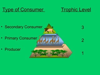Type of Consumer Trophic Level
• Secondary Consumer
• Primary Consumer
• Producer
• 3
• 2
• 1
 