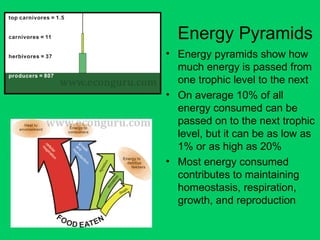 Energy Pyramids
• Energy pyramids show how
much energy is passed from
one trophic level to the next
• On average 10% of all
energy consumed can be
passed on to the next trophic
level, but it can be as low as
1% or as high as 20%
• Most energy consumed
contributes to maintaining
homeostasis, respiration,
growth, and reproduction
 