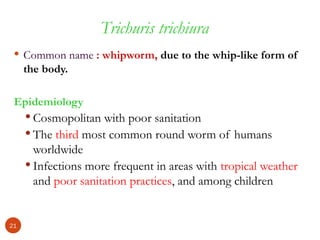 Trichuris trichiura
 Common name : whipworm, due to the whip-like form of
the body.
Epidemiology
 Cosmopolitan with poor sanitation
 The third most common round worm of humans
worldwide
 Infections more frequent in areas with tropical weather
and poor sanitation practices, and among children
21
 