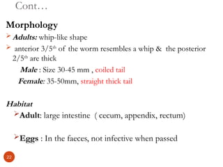 Cont…
Morphology
 Adults: whip-like shape
 anterior 3/5th
of the worm resembles a whip & the posterior
2/5th
are thick
Male : Size 30-45 mm , coiled tail
Female: 35-50mm, straight thick tail
Habitat
Adult: large intestine ( cecum, appendix, rectum)
Eggs : In the faeces, not infective when passed
22
 