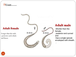 Cont……
-Longer than the male.
- posterior end is thick
and linear.
.
-Shorter than the
female.
posterior end curved
and
-has a single spicule
enveloped with sheath.
.
Adult female
Adult female
Adult male
Adult male
23
 
