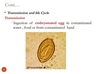 Cont…
 Transmission and life Cycle
Transmission
Ingestion of embryonated egg in contaminated
water , food or from contaminated hand
24
 