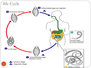 life Cycle
25
 