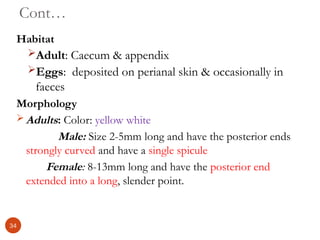 Cont…
Habitat
Adult: Caecum & appendix
Eggs: deposited on perianal skin & occasionally in
faeces
Morphology
 Adults: Color: yellow white
Male: Size 2-5mm long and have the posterior ends
strongly curved and have a single spicule
Female: 8-13mm long and have the posterior end
extended into a long, slender point.
34
 