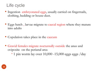 Life cycle
 Ingestion embryonated eggs, usually carried on fingernails,
clothing, bedding or house-dust.
 Eggs hatch , larvae migrate to caecal region where they mature
into adults
 Copulation takes place in the caecum
 Gravid females migrate nocturnally outside the anus and
oviposite on the perianal area
 1 pin worm lay over 10,000 -15,000 eggs eggs /day
38
 