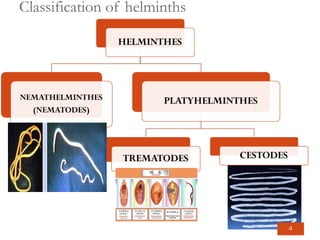 Classification of helminths
4
 