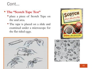 Cont…
 The “Scotch Tape Test”
 place a piece of Scotch Tape on
the anal area.
 The tape is placed on a slide and
examined under a microscope for
the flat sided eggs.
43
 
