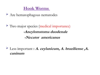  Are hematophagous nematodes
 Two major species (medical importance)
-Ancylomstoma duodenale
-Necator americanus
 Less important : A. ceylanicum, A. braziliense ,A.
caninum
Hook Worms
 