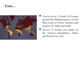 Cont…
 Ancylostoma is found in Europe
around the Mediterranean, on the
West coast of South America and
in parts of China and India
 Necator is found over much of
the western hemisphere, Africa
and South East Asia
 