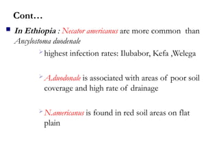  In Ethiopia : Necator americanus are more common than
Ancylostoma duodenale
highest infection rates: Ilubabor, Kefa ,Welega
A.duodonale is associated with areas of poor soil
coverage and high rate of drainage
N.americanus is found in red soil areas on flat
plain
Cont…
 