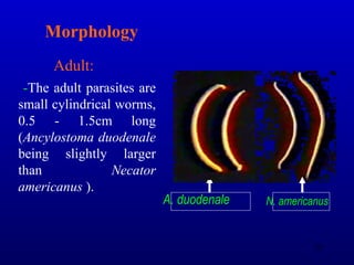-The adult parasites are
small cylindrical worms,
0.5 - 1.5cm long
(Ancylostoma duodenale
being slightly larger
than Necator
americanus ).
Adult:
A. duodenale N. americanus
Morphology
51
 