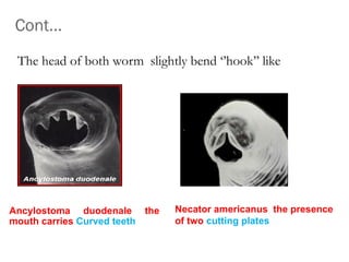 Cont…
The head of both worm slightly bend ‘’hook’’ like
Ancylostoma duodenale the
mouth carries Curved teeth
Necator americanus the presence
of two cutting plates
 