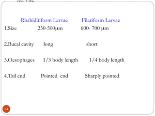 larvae
Rhabiditiform Larvae Filariform Larvae
1.Size 250-500m 600- 700 m
2.Bucal cavity long short
3.Oesophages 1/3 body length 1/4 body length
4.Tail end Pointed end Sharply pointed
54
 