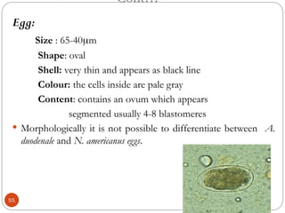 Cont…
Egg:
Size : 65-40m
Shape: oval
Shell: very thin and appears as black line
Colour: the cells inside are pale gray
Content: contains an ovum which appears
segmented usually 4-8 blastomeres
 Morphologically it is not possible to differentiate between A.
duodenale and N. americanus eggs.
55
 
