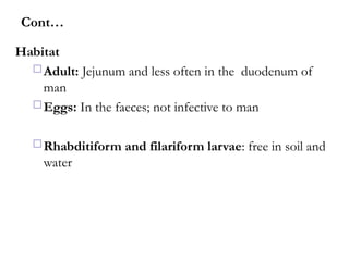 Habitat
Adult: Jejunum and less often in the duodenum of
man
Eggs: In the faeces; not infective to man
Rhabditiform and filariform larvae: free in soil and
water
Cont…
 
