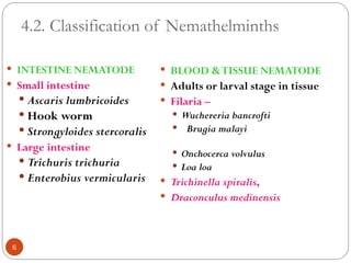 4.2. Classification of Nemathelminths
 INTESTINE NEMATODE
 Small intestine
 Ascaris lumbricoides
 Hook worm
 Strongyloides stercoralis
 Large intestine
 Trichuris trichuria
 Enterobius vermicularis
 BLOOD &TISSUE NEMATODE
 Adults or larval stage in tissue
 Filaria –
 Wuchereria bancrofti
 Brugia malayi
 Onchocerca volvulus
 Loa loa
 Trichinella spiralis,
 Draconculus medinensis
6
 