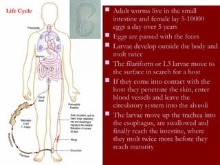  Adult worms live in the small
intestine and female lay 5-10000
eggs a day over 5 years
 Eggs are passed with the feces
 Larvae develop outside the body and
molt twice
 The filariform or L3 larvae move to
the surface in search for a host
 If they come into contact with the
host they penetrate the skin, enter
blood vessels and leave the
circulatory system into the alveoli
 The larvae move up the trachea into
the esophagus, are swallowed and
finally reach the intestine, where
they molt twice more before they
reach maturity
Life Cycle
 