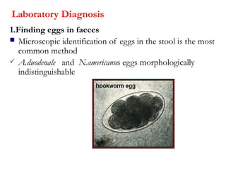 Laboratory Diagnosis
1.Finding eggs in faeces
 Microscopic identification of eggs in the stool is the most
common method
 A.duodenale and N.americanus eggs morphologically
indistinguishable
 