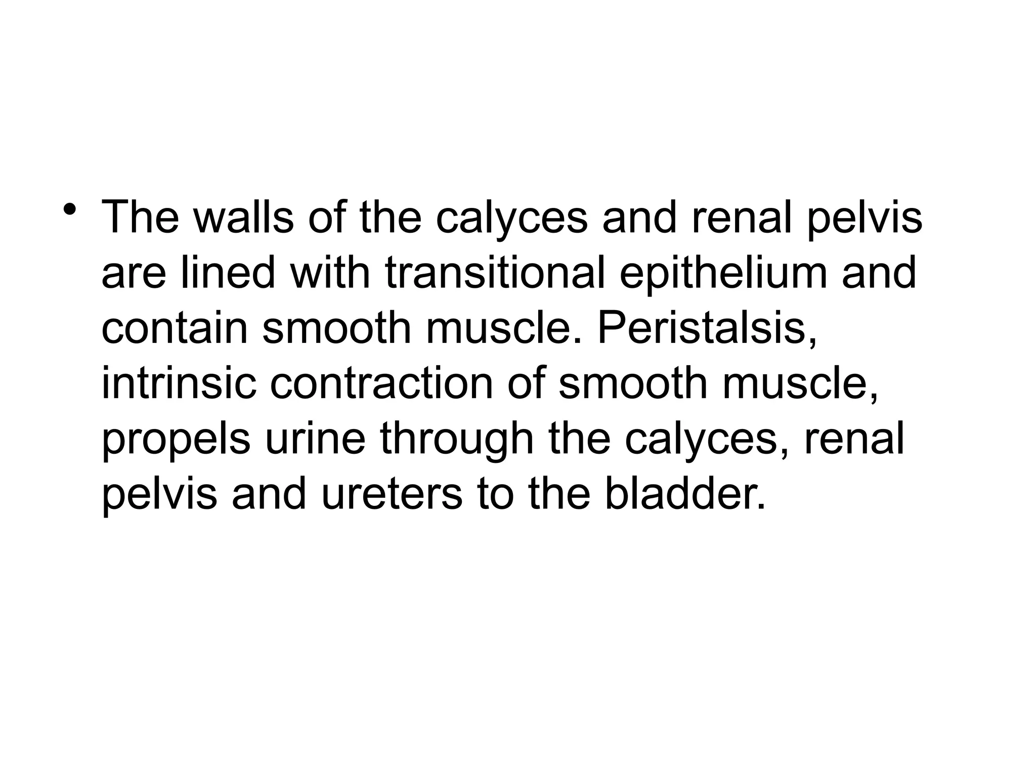 • The walls of the calyces and renal pelvis
are lined with transitional epithelium and
contain smooth muscle. Peristalsis,
intrinsic contraction of smooth muscle,
propels urine through the calyces, renal
pelvis and ureters to the bladder.
 