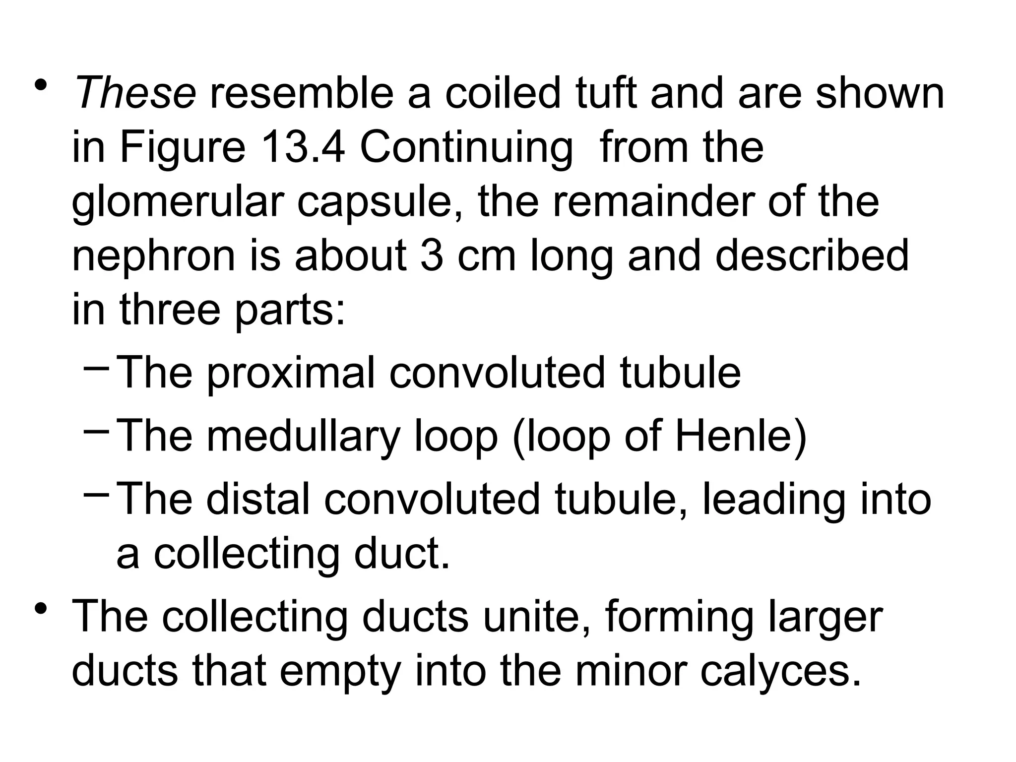 • These resemble a coiled tuft and are shown
in Figure 13.4 Continuing from the
glomerular capsule, the remainder of the
nephron is about 3 cm long and described
in three parts:
–The proximal convoluted tubule
–The medullary loop (loop of Henle)
–The distal convoluted tubule, leading into
a collecting duct.
• The collecting ducts unite, forming larger
ducts that empty into the minor calyces.
 