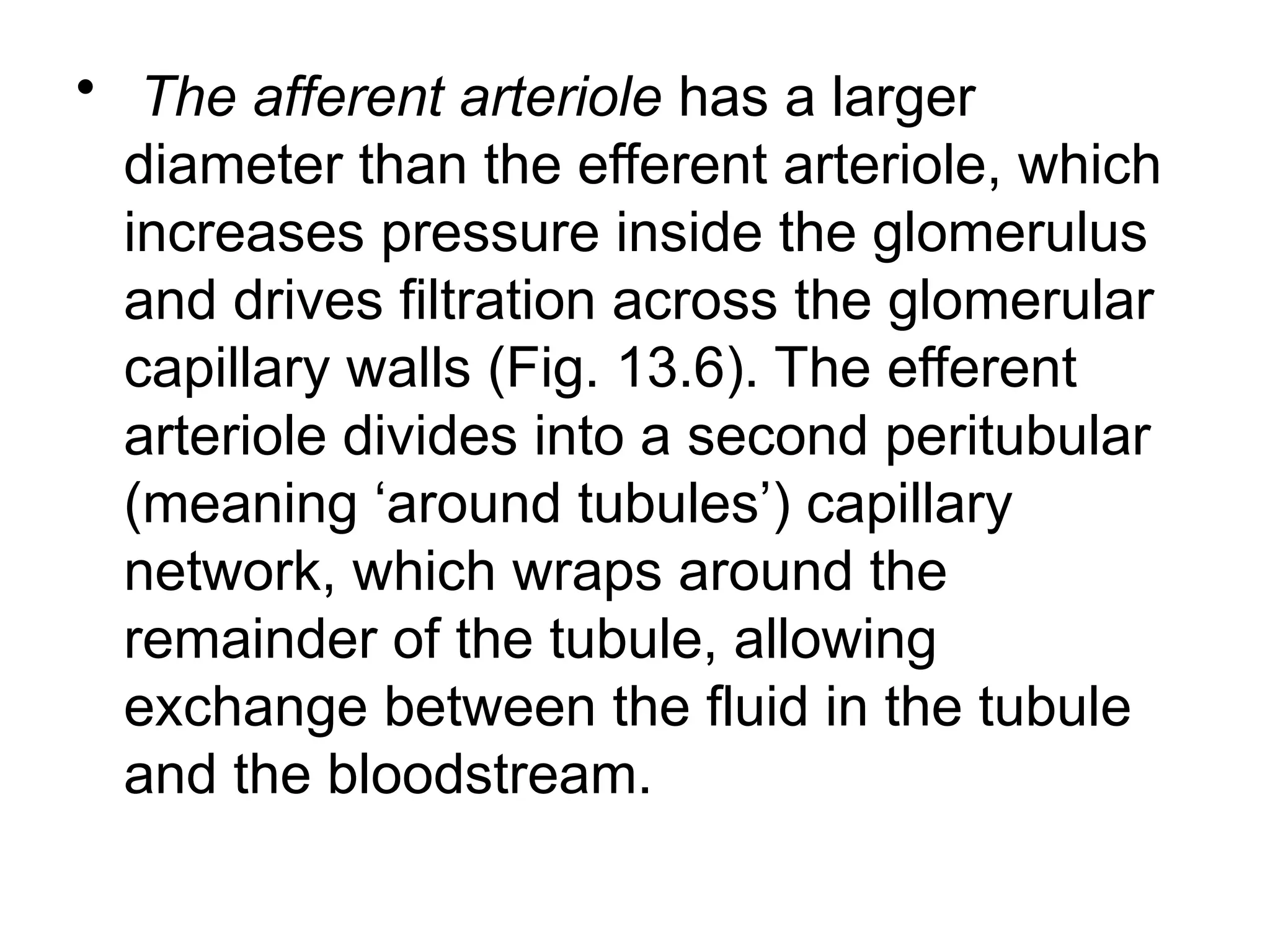 • The afferent arteriole has a larger
diameter than the efferent arteriole, which
increases pressure inside the glomerulus
and drives filtration across the glomerular
capillary walls (Fig. 13.6). The efferent
arteriole divides into a second peritubular
(meaning ‘around tubules’) capillary
network, which wraps around the
remainder of the tubule, allowing
exchange between the fluid in the tubule
and the bloodstream.
 