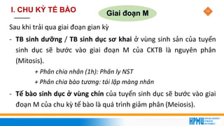 10
Giai đoạn M
Sau khi trải qua giai đoạn gian kỳ
- TB sinh dưỡng / TB sinh dục sơ khai ở vùng sinh sản của tuyến
sinh dục sẽ bước vào giai đoạn M của CKTB là nguyên phân
(Mitosis).
+ Phân chia nhân (1h): Phân ly NST
+ Phân chia bào tương: tái lập màng nhân
- Tế bào sinh dục ở vùng chín của tuyến sinh dục sẽ bước vào giai
đoạn M của chu kỳ tế bào là quá trình giảm phân (Meiosis).
I. CHU KỲ TẾ BÀO
 