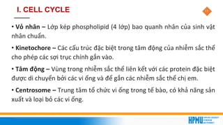 11
I. CELL CYCLE
• Vỏ nhân – Lớp kép phospholipid (4 lớp) bao quanh nhân của sinh vật
nhân chuẩn.
• Kinetochore – Các cấu trúc đặc biệt trong tâm động của nhiễm sắc thể
cho phép các sợi trục chính gắn vào.
• Tâm động – Vùng trong nhiễm sắc thể liên kết với các protein đặc biệt
được di chuyển bởi các vi ống và để gắn các nhiễm sắc thể chị em.
• Centrosome – Trung tâm tổ chức vi ống trong tế bào, có khả năng sản
xuất và loại bỏ các vi ống.
 