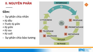 12
II. NGUYÊN PHÂN
Gồm:
- Sự phân chia nhân
+ Kỳ đầu
+ Trước kỳ giữa
+ Kỳ giữa
+ Kỳ sau
+ Kỳ cuối
- Sự phân chia bào tương
 