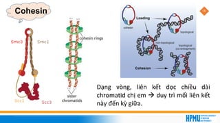 18
Cohesin
Dạng vòng, liên kết dọc chiều dài
chromatid chị em → duy trì mối liên kết
này đến kỳ giữa.
 