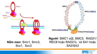 19
Nấm men: Smc1, Smc3,
Scc1, Scc3
Người: SMC1 α/β, SMC3, RAD21/
REC8 hoặc RAD21L và SA1 hoặc
SA2/SA3
 