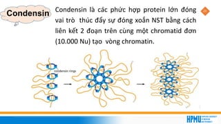20
Condensin Condensin là các phức hợp protein lớn đóng
vai trò thúc đẩy sự đóng xoắn NST bằng cách
liên kết 2 đoạn trên cùng một chromatid đơn
(10.000 Nu) tạo vòng chromatin.
 