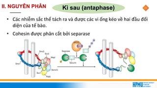 22
Kì sau (antaphase)
• Các nhiễm sắc thể tách ra và được các vi ống kéo về hai đầu đối
diện của tế bào.
• Cohesin được phân cắt bởi separase
II. NGUYÊN PHÂN
 