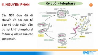 24
Kỳ cuối - telophase
Các NST đơn đã di
chuyển về hai cực tế
bào và tháo xoắn dần
do sự khử phosphoryl
ở đơn vị kilesin của các
condensin.
II. NGUYÊN PHÂN
 