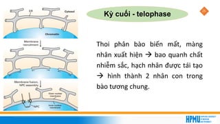 25
Kỳ cuối - telophase
Thoi phân bào biến mất, màng
nhân xuất hiện → bao quanh chất
nhiễm sắc, hạch nhân được tái tạo
→ hình thành 2 nhân con trong
bào tương chung.
 