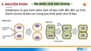 28
Sự phân chia bào tương
II. NGUYÊN PHÂN
Cytokinesis là quá trình phân tách tế bào chất dẫn đến sự hình
thành của hai tế bào con trong quá trình phân chia tế bào.
 