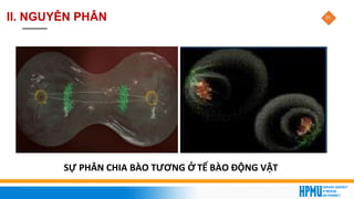 31
SỰ PHÂN CHIA BÀO TƯƠNG Ở TẾ BÀO ĐỘNG VẬT
II. NGUYÊN PHÂN
 