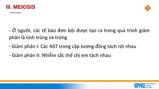 32
III. MEIOSIS
- Ở người, các tế bào đơn bội được tạo ra trong quá trình giảm
phân là tinh trùng và trứng
- Giảm phân I: Các NST trong cặp tương đồng tách rời nhau
- Giảm phân II: Nhiễm sắc thể chị em tách nhau
 