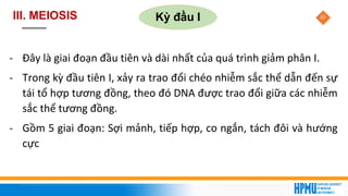 33
III. MEIOSIS Kỳ đầu I
- Đây là giai đoạn đầu tiên và dài nhất của quá trình giảm phân I.
- Trong kỳ đầu tiên I, xảy ra trao đổi chéo nhiễm sắc thể dẫn đến sự
tái tổ hợp tương đồng, theo đó DNA được trao đổi giữa các nhiễm
sắc thể tương đồng.
- Gồm 5 giai đoạn: Sợi mảnh, tiếp hợp, co ngắn, tách đôi và hướng
cực
 