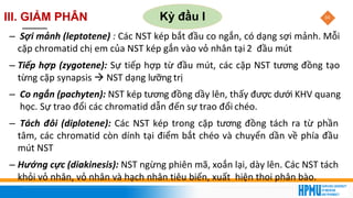 34
III. GIẢM PHÂN Kỳ đầu I
– Sợi mảnh (leptotene) : Các NST kép bắt đầu co ngắn, có dạng sợi mảnh. Mỗi
cặp chromatid chị em của NST kép gắn vào vỏ nhân tại 2 đầu mút
– Tiếp hợp (zygotene): Sự tiếp hợp từ đầu mút, các cặp NST tương đồng tạo
từng cặp synapsis → NST dạng lưỡng trị
– Co ngắn (pachyten): NST kép tương đồng dầy lên, thấy được dưới KHV quang
học. Sự trao đổi các chromatid dẫn đến sự trao đổi chéo.
– Tách đôi (diplotene): Các NST kép trong cặp tương đồng tách ra từ phần
tâm, các chromatid còn dính tại điểm bắt chéo và chuyển dần về phía đầu
mút NST
– Hướng cực (diakinesis): NST ngừng phiên mã, xoắn lại, dày lên. Các NST tách
khỏi vỏ nhân, vỏ nhân và hạch nhân tiêu biến, xuất hiện thoi phân bào.
 