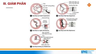 35
III. GIẢM PHÂN
 
