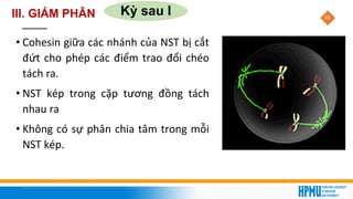 38
Kỳ sau I
• Cohesin giữa các nhánh của NST bị cắt
đứt cho phép các điểm trao đổi chéo
tách ra.
• NST kép trong cặp tương đồng tách
nhau ra
• Không có sự phân chia tâm trong mỗi
NST kép.
III. GIẢM PHÂN
 