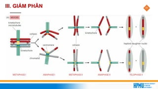 39
III. GIẢM PHÂN
 