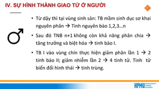 41
IV. SỰ HÌNH THÀNH GIAO TỬ Ở NGƯỜI
• Từ dậy thì tại vùng sinh sản: TB mầm sinh dục sơ khai
nguyên phân → Tinh nguyên bào 1,2,3…n
• Sau đó TNB n+1 không còn khả năng phân chia →
tăng trưởng và biệt hóa → tinh bào I.
• TB I vào vùng chín thực hiện giảm phân lần 1 → 2
tinh bào II; giảm nhiễm lần 2 → 4 tinh tử. Tinh tử
biến đổi hình thái → tinh trùng.
 