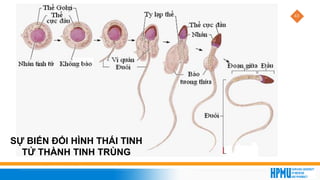 43
SỰ BIẾN ĐỔI HÌNH THÁI TINH
TỬ THÀNH TINH TRÙNG
 
