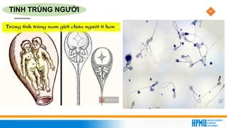 44
TINH TRÙNG NGƯỜI
 