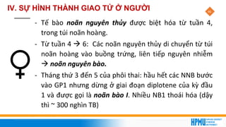 46
- Tế bào noãn nguyên thủy được biệt hóa từ tuần 4,
trong túi noãn hoàng.
- Từ tuần 4 → 6: Các noãn nguyên thủy di chuyển từ túi
noãn hoàng vào buồng trứng, liên tiếp nguyên nhiễm
→ noãn nguyên bào.
- Tháng thứ 3 đến 5 của phôi thai: hầu hết các NNB bước
vào GP1 nhưng dừng ở giai đoạn diplotene của kỳ đầu
1 và được gọi là noãn bào I. Nhiều NB1 thoái hóa (dậy
thì ~ 300 nghìn TB)
IV. SỰ HÌNH THÀNH GIAO TỬ Ở NGƯỜI
 