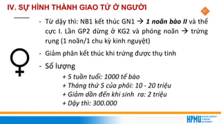 47
- Từ dậy thì: NB1 kết thúc GN1 → 1 noãn bào II và thể
cực I. Lần GP2 dừng ở KG2 và phóng noãn → trứng
rụng (1 noãn/1 chu kỳ kinh nguyệt)
- Giảm phân kết thúc khi trứng được thụ tinh
- Số lượng
+ 5 tuần tuổi: 1000 tế bào
+ Tháng thứ 5 của phôi: 10 - 20 triệu
+ Giảm dần đến khi sinh ra: 2 triệu
+ Dậy thì: 300.000
IV. SỰ HÌNH THÀNH GIAO TỬ Ở NGƯỜI
 